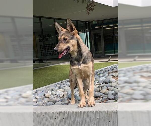 Medium Photo #2 Gerberian Shepsky Puppy For Sale in San Martin, CA, USA