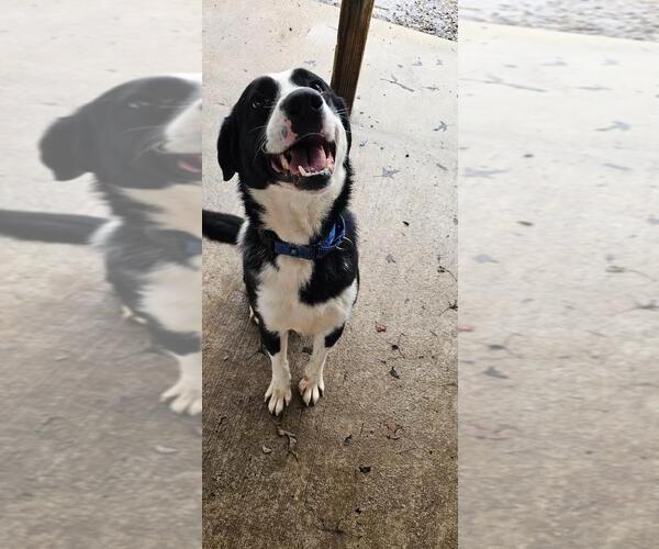 Medium Photo #2 Border Collie-Unknown Mix Puppy For Sale in DuQuoin, IL, USA