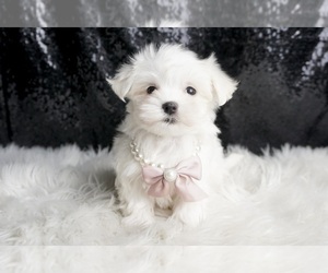 Medium Maltese