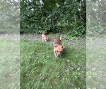 Small #2 Jack Russell Terrier-Papillon Mix