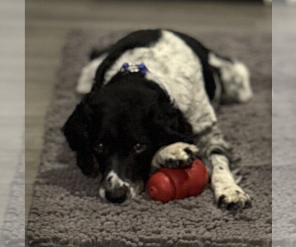 Medium Photo #8 - Mix Puppy For Sale in Curwensville, PA, USA