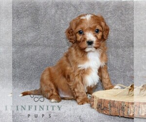 Cavapoo Puppy for sale in LEOLA, PA, USA