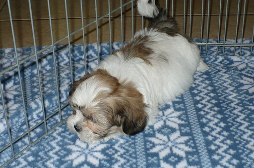 Medium Photo #7 Zuchon Puppy For Sale in ORO VALLEY, AZ, USA