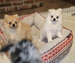 Pomeranian Puppy for Sale in DINWIDDIE, Virginia USA