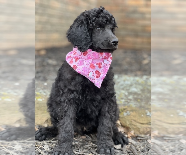 Medium Photo #4 Poodle (Standard) Puppy For Sale in CHARLESTON, AR, USA