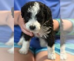 Small #1 Aussie-Poo