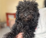 Small #2 Poodle (Miniature)