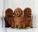 Small Photo #3 Goldendoodle-Poodle (Standard) Mix Puppy For Sale in LEOLA, PA, USA