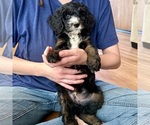 Enchilada - Male Bernedoodle (Miniature) Puppy for Sale - Photo #3