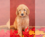 Puppy 8 Goldendoodle