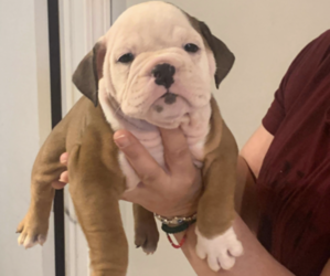 Bulldog Puppy for sale in STEGER, IL, USA