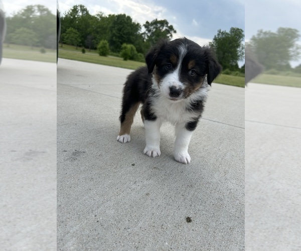 Medium Photo #3 Australian Shepherd Puppy For Sale in NILES, MI, USA
