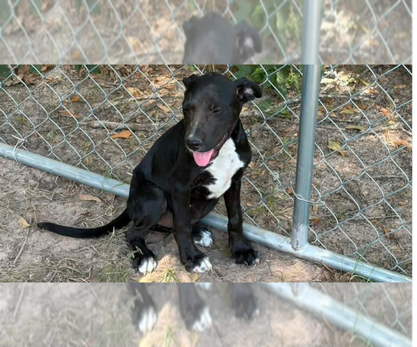 Medium Photo #1 Mutt Puppy For Sale in FRAMINGHAM, MA, USA