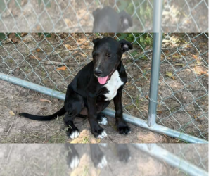 Mutt Dogs for adoption in FRAMINGHAM, MA, USA