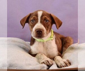 Brittany-Pointer Mix Dogs for adoption in Sheridan, CO, USA