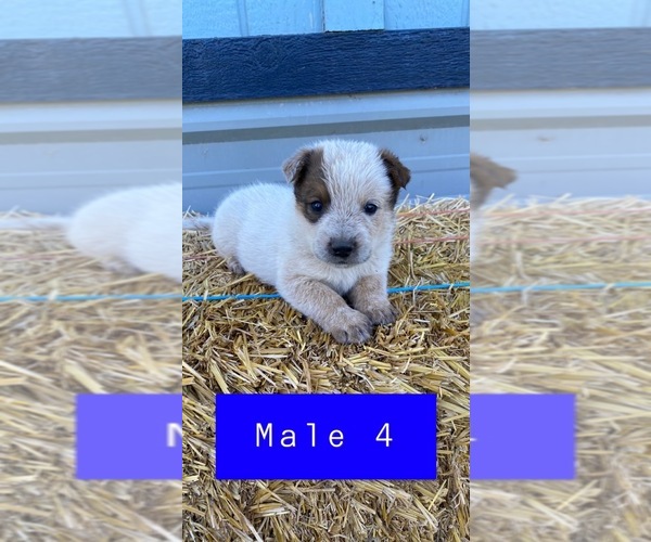 Medium Photo #3 Australian Cattle Dog Puppy For Sale in TOPPENISH, WA, USA