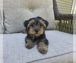 Small #25 Yorkshire Terrier