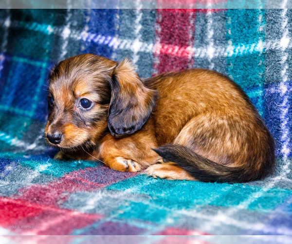 Medium Photo #13 Dachshund Puppy For Sale in WAKARUSA, IN, USA