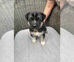 Small Photo #3 German Shepherd Dog-Siberian Husky Mix Puppy For Sale in HOUSTON, TX, USA