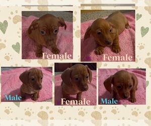 Dachshund Puppy for sale in ECHO, AL, USA
