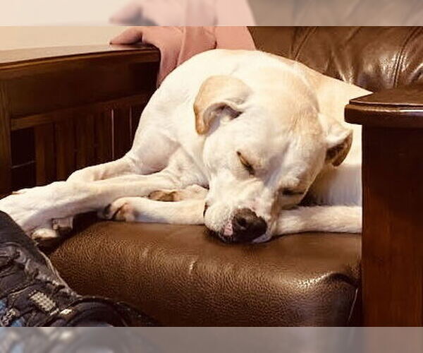 Medium Photo #31 Boxador Puppy For Sale in Princeton, MN, USA