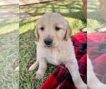 Small Photo #7 Golden Retriever Puppy For Sale in COVINA, CA, USA