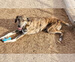 Small #10 Catahoula Leopard Dog-Great Pyrenees Mix