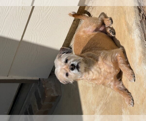 Medium Photo #4 Mutt Puppy For Sale in PIPE CREEK, TX, USA