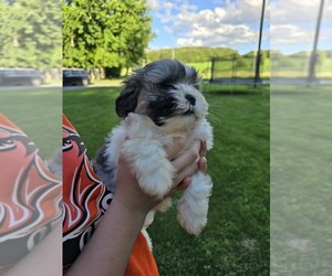 Zuchon Puppy for sale in NEOSHO, WI, USA