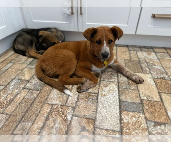 Medium Photo #11 Mutt Puppy For Sale in Sandy, UT, USA