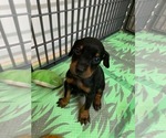 Small Photo #8 Doberman Pinscher Puppy For Sale in BRIDGEWATER, MA, USA
