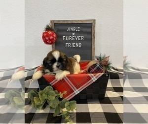 Shih Tzu Puppy for sale in BLOOMFIELD, IN, USA