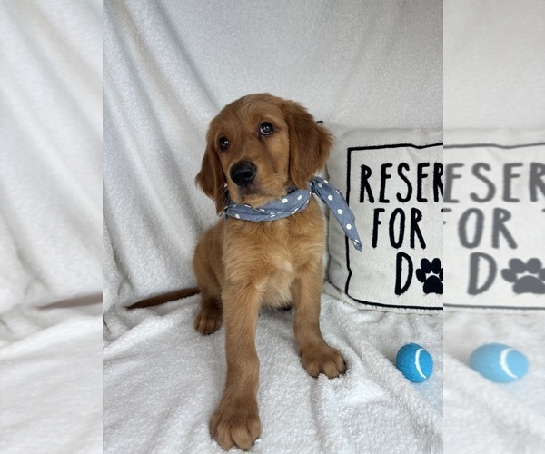 Medium Photo #2 Golden Retriever Puppy For Sale in GREENFIELD, IN, USA
