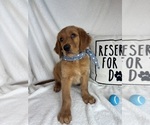 Small #1 Golden Retriever