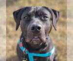 Small #37 American Pit Bull Terrier Mix