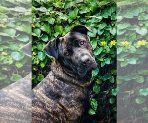 Mastiff Dogs for adoption in W Hollywood, CA, USA