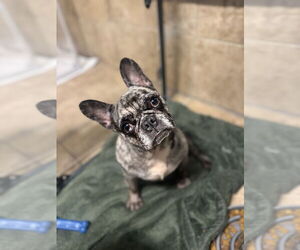 French Bulldog Dogs for adoption in Oak Bluffs, MA, USA