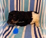 Small #6 Goldendoodle