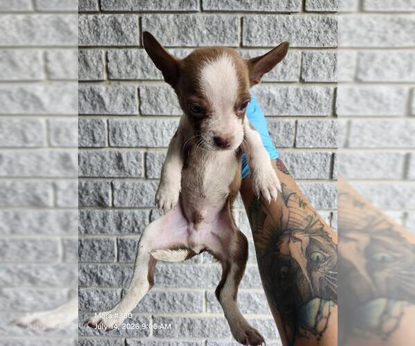 Medium Photo #1 American Staffordshire Terrier-Unknown Mix Puppy For Sale in San Antonio, TX, USA