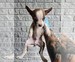 Small American Staffordshire Terrier Mix