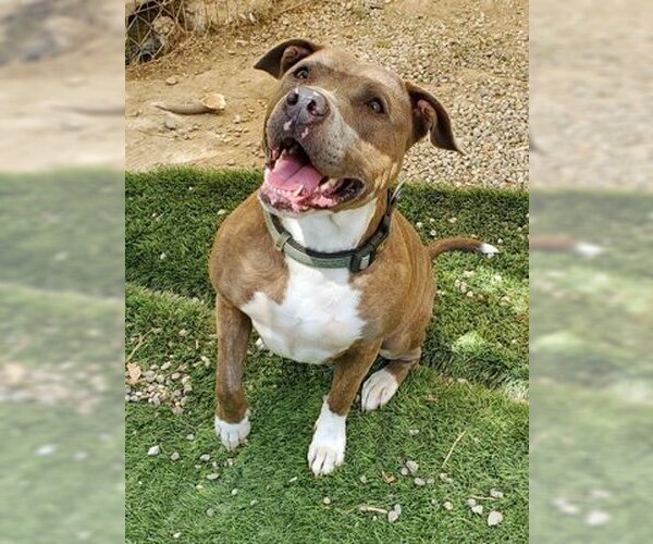 Medium Photo #1 American Pit Bull Terrier-Unknown Mix Puppy For Sale in Ventura, CA, USA