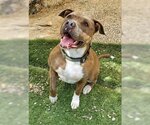 Small American Pit Bull Terrier Mix