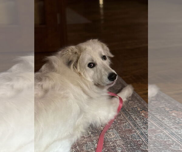 Medium Photo #5 Labrenees Puppy For Sale in Rockaway, NJ, USA