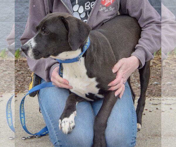 Medium Photo #4 Pointer-Unknown Mix Puppy For Sale in Huntley, IL, USA