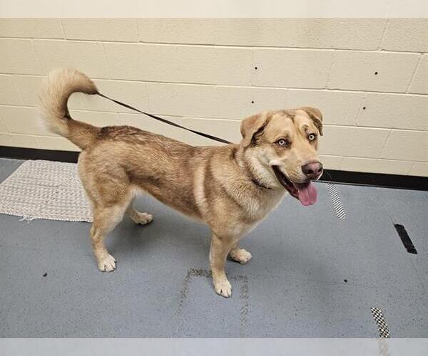 Medium Photo #1 Anatolian Shepherd-Unknown Mix Puppy For Sale in Denver, CO, USA