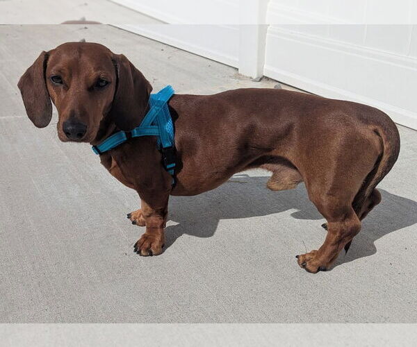 Medium Photo #2 Dachshund Puppy For Sale in Shelbyville, TN, USA