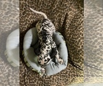 Small Photo #5 Dalmatian Puppy For Sale in GLENDALE, AZ, USA