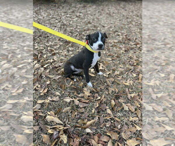 Medium Photo #4 Boston Huahua Puppy For Sale in Shermans Dale, PA, USA