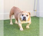 Small Bulldog