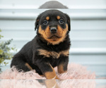 Puppy Naomi Rottweiler